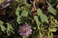 Passiflora pentaschista