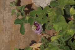 Passiflora pentaschista