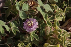 Passiflora pentaschista