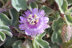Passiflora pentaschista