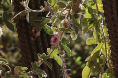Passiflora pentaschista