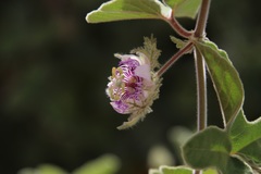 Passiflora pentaschista