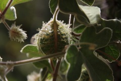 Passiflora pentaschista