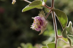 Passiflora pentaschista