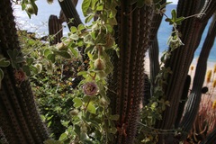 Passiflora pentaschista