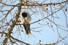 Corvus cornix
