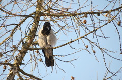 Corvus cornix