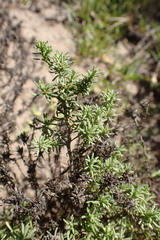 Helichrysum asperum comosum