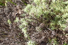 Helichrysum asperum comosum