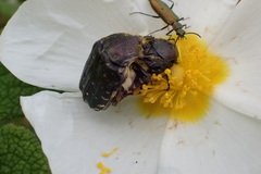 Tropinota squalida