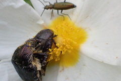 Tropinota squalida
