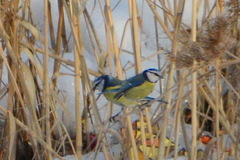 Cyanistes caeruleus