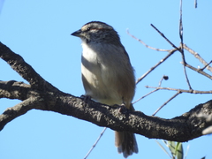 Rhynchospiza strigiceps