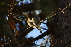 Chloris chloris
