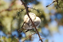 Chloris chloris