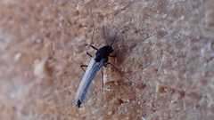 Chironomidae