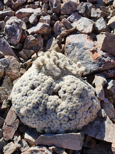 Image of Haastia pulvinaris by (c) Danielle Munster, some rights reserved (CC BY)