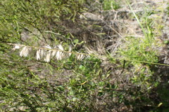 Melica racemosa