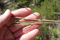 Melica racemosa