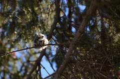 Chloris chloris