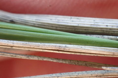 Melica racemosa