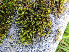 Rhynchostegium