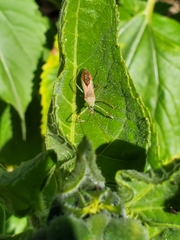 Zelus renardii