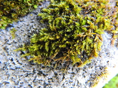 Rhynchostegium