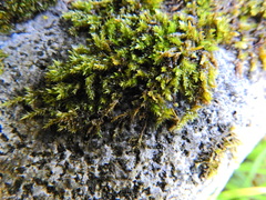 Rhynchostegium