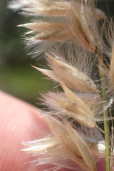 Melica racemosa