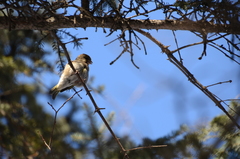 Chloris chloris