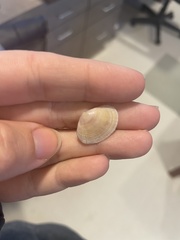 Semele bellastriata