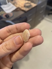 Semele bellastriata