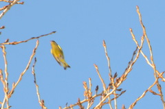 Chloris chloris
