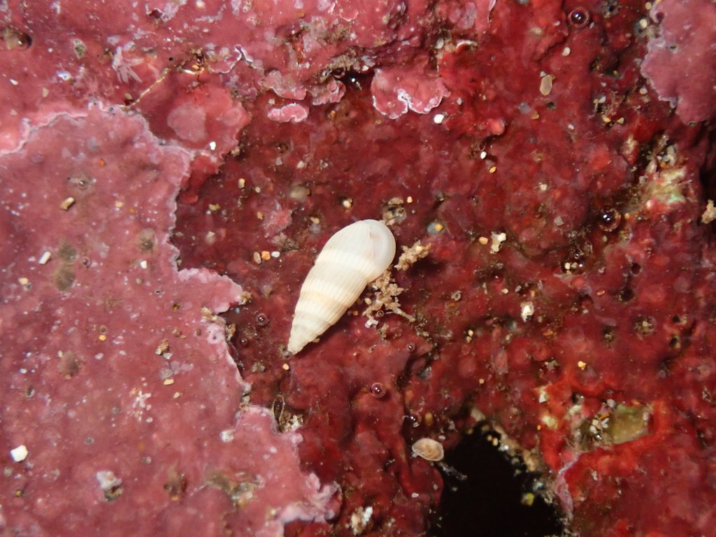 Rissoina ambigua