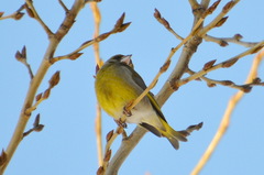 Chloris chloris