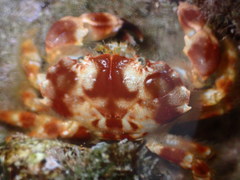 Juxtaxanthias intonsus