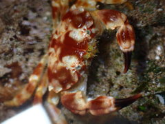 Juxtaxanthias intonsus