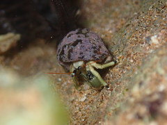 Calcinus guamensis