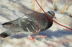 Columba livia domestica
