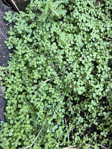 Caribbean clearweed (Pilea herniarioides)