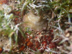 Thysanozoon tentaculatum