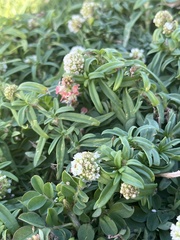 Spermacoce verticillata