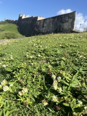 Spermacoce verticillata