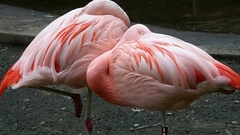 Phoenicopterus