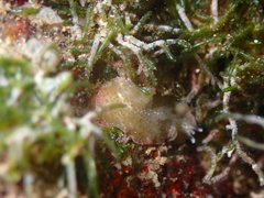 Thysanozoon tentaculatum