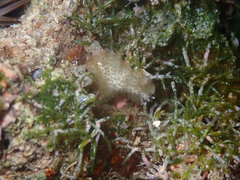 Thysanozoon tentaculatum