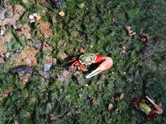 Leptuca uruguayensis