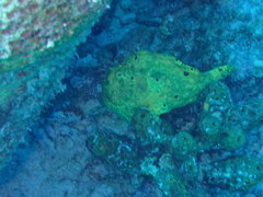 Antennarius multiocellatus