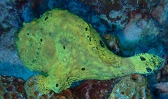 Antennarius multiocellatus